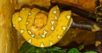 Zeleny stromovy pyton - 6