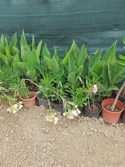 Oleander - 6
