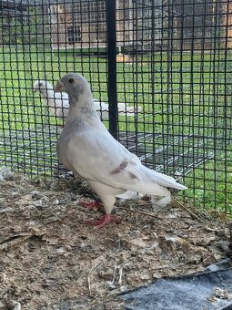 Predám poštové holuby - 6