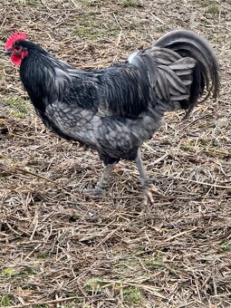 Australorpka - 6