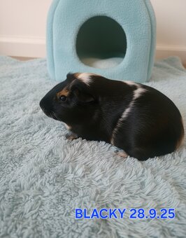 Morske prasiatka - 6