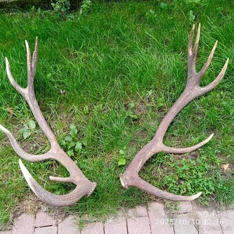 Trofeje a,parozie - 6