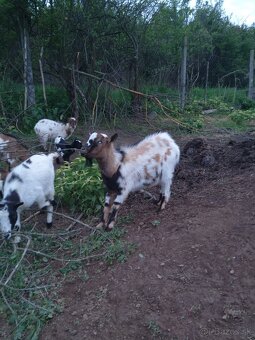 Minikozy darujem - 6