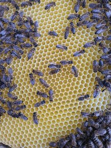 Produkčné včelstvá ,10 rámikové rodiny a odložence - 6