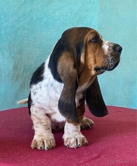 Štěně Basset Hound - 6