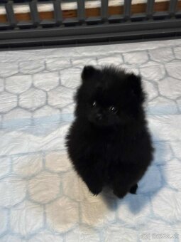 Pomeranian šteniatká - 6