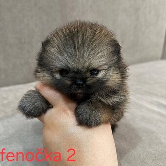 Pomeranian mini - 6