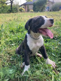 Americky pitbul - 6