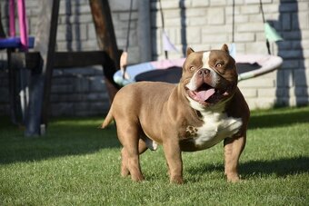 American bully s PP - 6