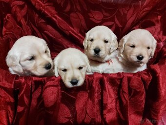 Predám Šteniatka Zlaty retriever-Golden retriever - 6