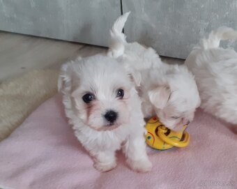 Mini Maltezák - 6
