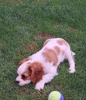 Cavalier King Charles fenka - 6