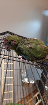 Predám mladé Kakariky - 6