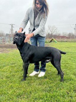 Pes na krytie Cane Corso - 6