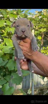 American bully xl - 6