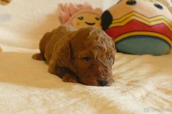 Mini goldendoodle - 6