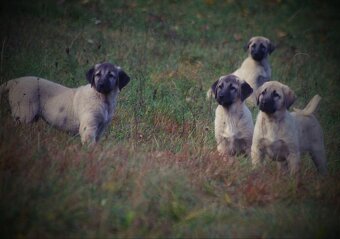 Kangal šteňatá, šteniatka k už odberu - 6