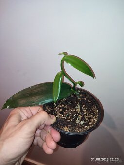 Vanilka voňavá - pravá, odrezky alebo rastliny - 6