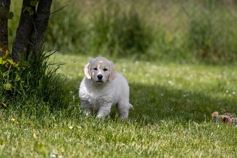 Zlaty retriever golden retriever šteniatka s pp - 6