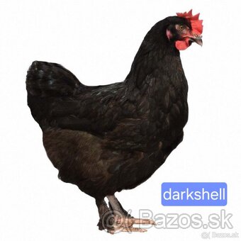 Dominant modrá - 6