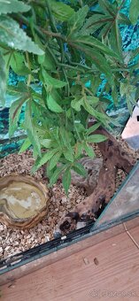Užovky plus teraria na predaj - 6