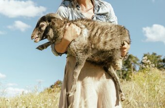 Predáme 3 po dohode kastrovanych mini baranov do chovu. - 6