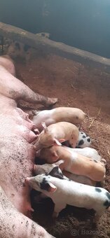 Odstavčatá z domáceho chovu - 6