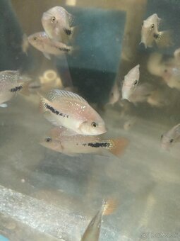 Vieja synspilum blue spotted - 6