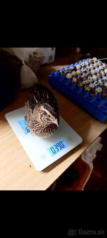 Japonské prepelice  Faraon - 6