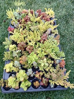 Rozchodniky,sedum,skalnicky,zelená strecha,skalka,suchýmurik - 6