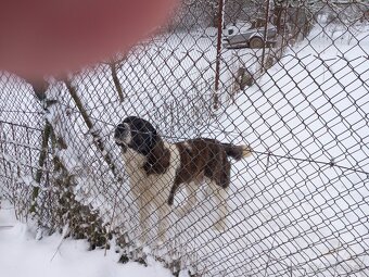 Stredoázijský ovčiak - 6