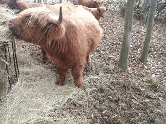 highland skotsky nahorny dobytok - 6