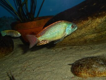 Africké cichlidy, Otopharynx Tetrastigma - 6