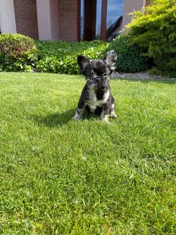Francuzsky buldoček merle fluffy a isabella fluffy psík - 6