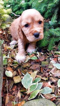 Kokerspaniel,kokrspaniel - 6