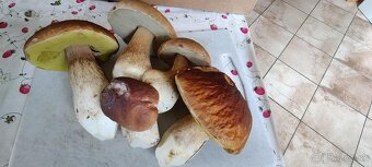 Predám sušené huby - 6