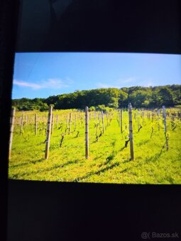 VINICA V TOKAJSKEJ OBLASTI - 6