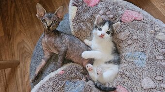 Donský sphynx mačiatka - 6