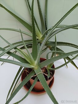Predám Aloe vera - 6