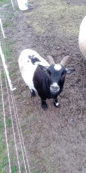 Holandský capko kastrovany 2 ročný - 6