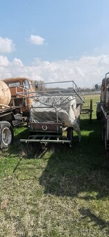 Ťažná kobyla a ovce romanovské - 6