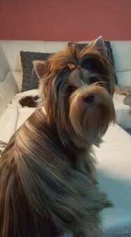 Merle Yorkshire s PP, Yorkshire terrier, Jorkshire, Yorkshir - 6