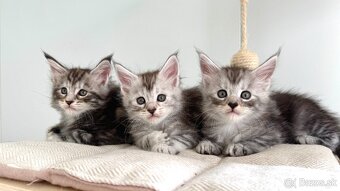 Maine Coon s PP Mainská myvalia mačiatka ❣️ - 6
