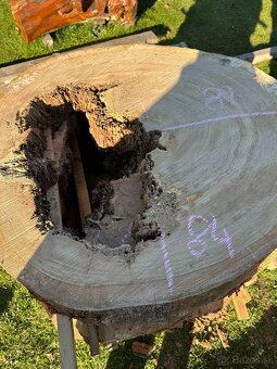 Vysušené dubové koláče / priečne rezy, dub - 6