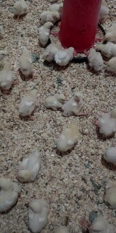 Brojlerové kurčatá - 6