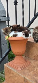 Darujem mačiatka – krížence Ragdoll - 6