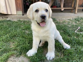 Labrador retriever -šteniatka s PP - 6