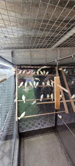 Kanáre  kanáriky - 6