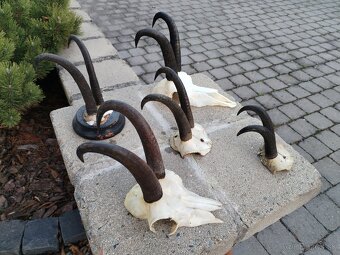 Trofeje kamzikov - 6