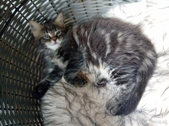 mainská mývalia mačka - 6